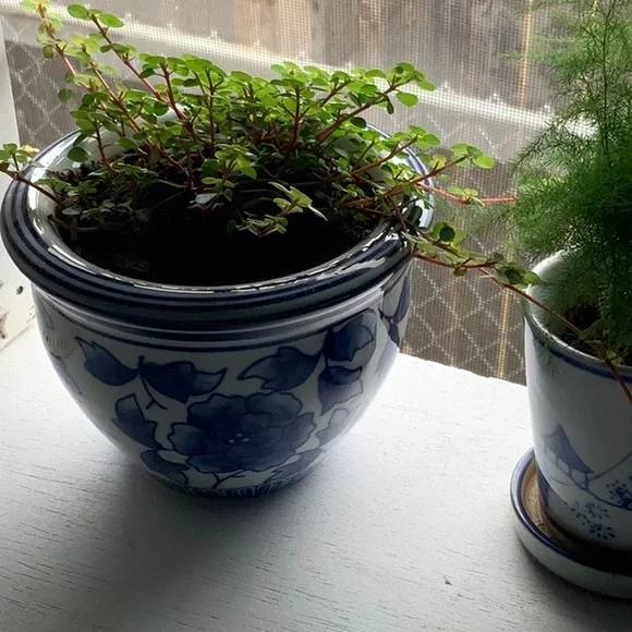 1 NEW NWT NIB LEFT  planter vase diameter 5” height 3.5 no drainage opening - Picture 2 of 9